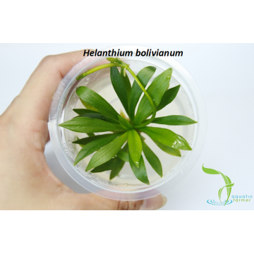 AF Helanthium bolivianum TC