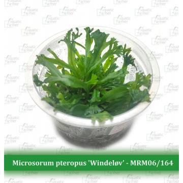 AF Microsorum pteropus 'Windelov' TC